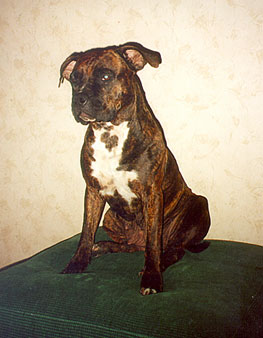 suzzie